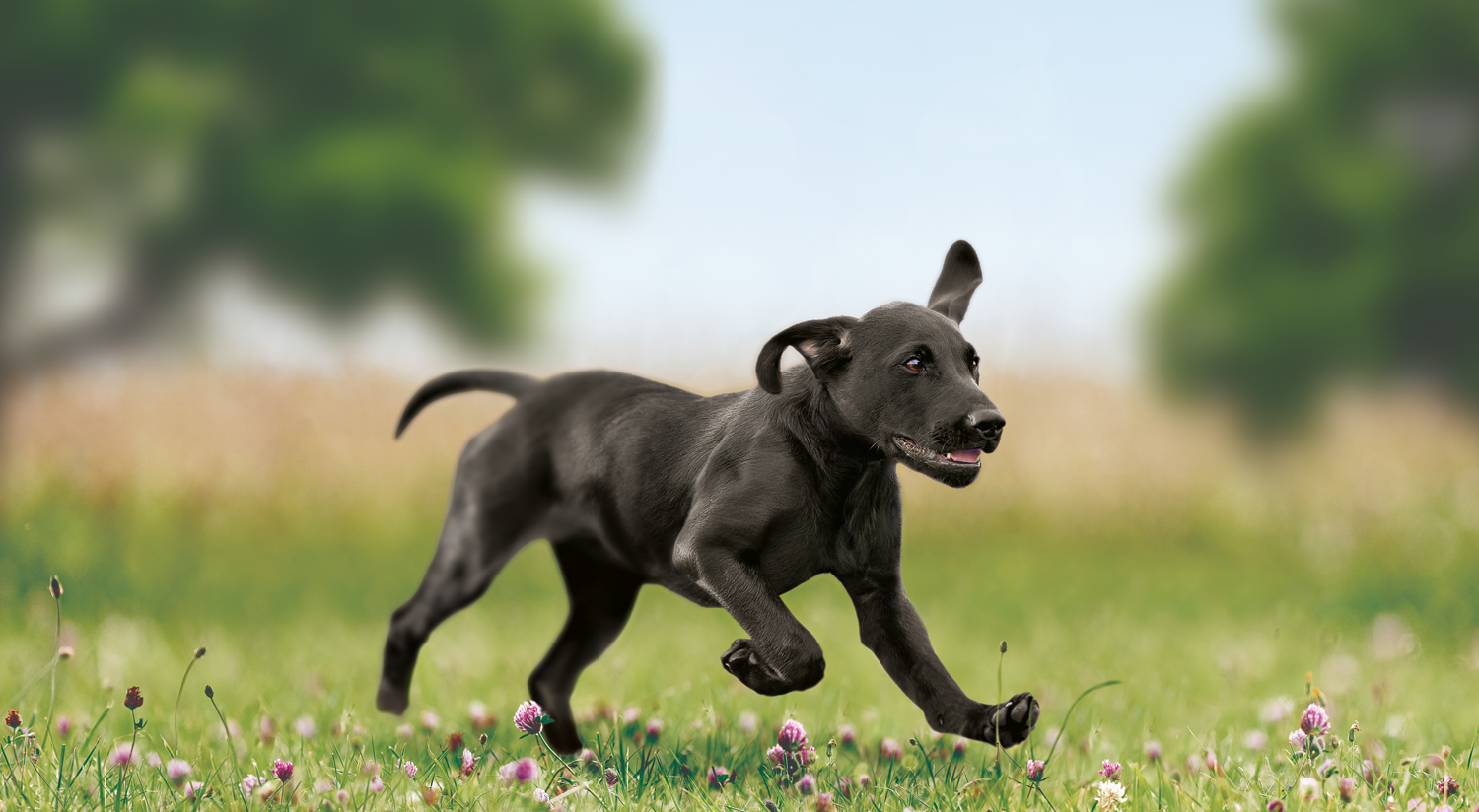 Dry dog food for puppies of large breeds
